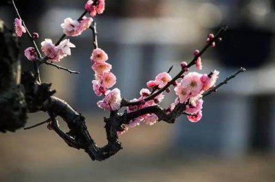 ​岁寒三友是指哪三个植物(岁寒三友，各有特色！好养吗？)