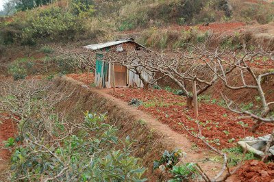 ​基本农田可以建大棚种菜吗（基本农田可不可以建大棚）