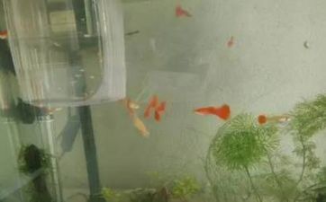 十二月打雷民间说法 关于打雷的民间说法