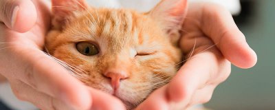 ​猫爪草吃多有毒吗 猫爪草有小毒长期饮用会中毒吗