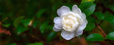 ​家里为什么不能养茶花 茶花养家里不吉利吗