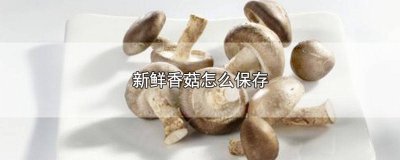 ​新鲜香菇怎么保存长久 新鲜香菇怎么保存过夜