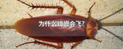 ​蟑螂会飞进家里吗 为什么会有蟑螂飞进来