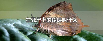 ​蝴蝶死亡叫什么 尸蝶是什么蝴蝶