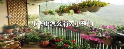 ​屋里小飞虫怎么消灭小窍门视频 屋里小飞虫怎么消灭小窍门图片