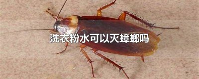 ​洗衣粉水可以灭蟑螂吗有毒吗 洗衣粉水可以杀蟑螂吗