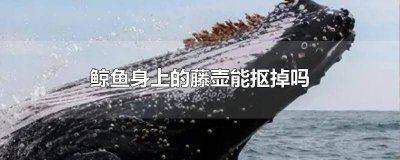 ​鲸鱼身上的藤壶可以抠下来吗图片视频 鲸鱼身上的藤壶能抠下来吗