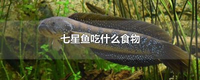 ​七星鱼吃什么食物好 七星鱼吃什么食物长的快