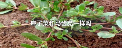 ​马齿苋是什么样的菜 什么菜叫马齿苋