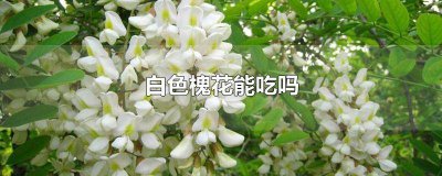 ​红色槐花能吃吗 红花槐的花能吃吗