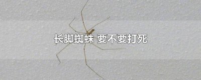 ​脚非常细长的蜘蛛 长脚蜘蛛的种类