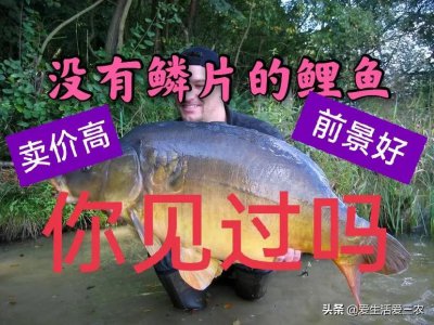 ​没有鱼鳞的鱼是什么鱼怎么养（没有鳞的鲤鱼叫什么名字）