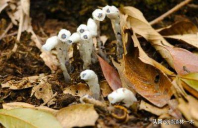 ​水晶兰属于国家保护植物吗（水晶兰长什么样子图片）