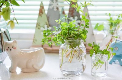​水培植物有哪些（真正适合水培又好养活的5种植物）