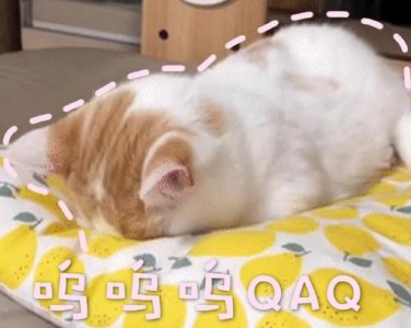 ​猫发出嗡嗡嗡像马达的声音是怎么回事（猫低沉呜呜像发怒）