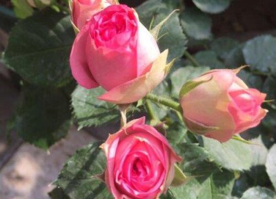 ​各种花的寓意和象征及花语（常见10种花卉名称及图片）