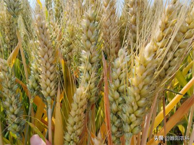 ​马兰1号小麦种子简介（马兰一号小麦新品种亩产量如何）