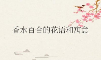 ​香水百合的花语和寓意和象征意义