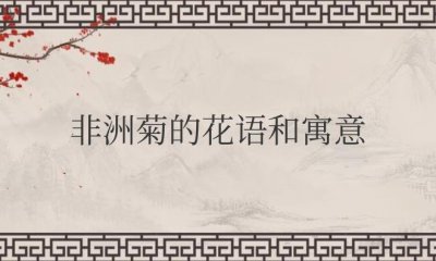 ​非洲菊的花语和寓意象征风水