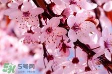 春分是春天的开始吗？春分是春天来的意思吗？