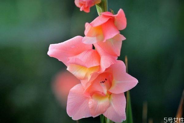 唐菖蒲的花语有什么呢 唐菖蒲种植要注意什么呢