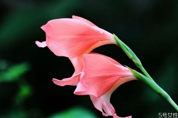 唐菖蒲的花语有什么呢 唐菖蒲种植要注意什么呢