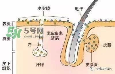 外油内干的皮肤怎么护理 先补水还是先控油