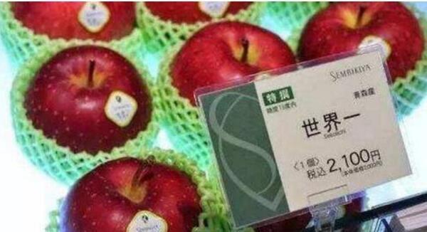 十大世界上最贵的五种水果(全球奢侈水果排行榜)  2