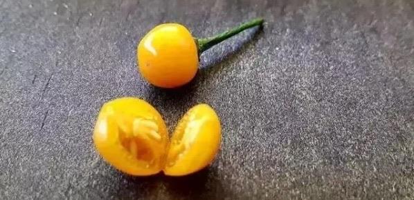 十大世界上哪种辣椒最贵（世界最贵的辣椒多少钱）  3