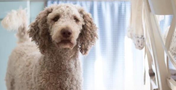十大上班族养什么狗最省心（适合上班族养的宠物犬）  3
