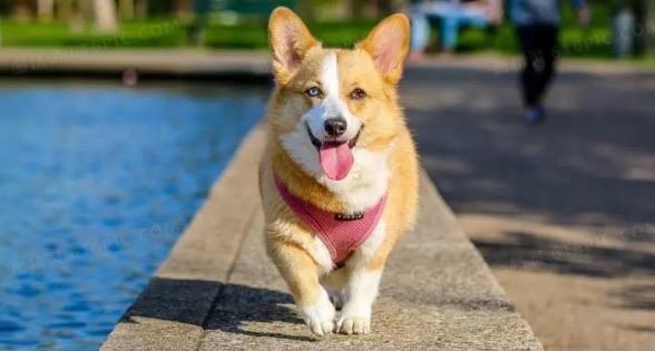 十大上班族养什么狗最省心（适合上班族养的宠物犬）  2