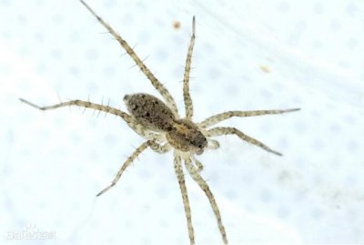 ​世界上最大的蜘蛛真实存在（狼蛛体长可以达到2.5公分毒性凶猛）
