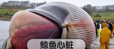 ​什么动物心脏最大（蓝鲸心脏是不是最大的）