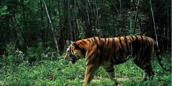 十大世界上最大的老虎:东北虎 体重350千克可秒杀非洲狮  2