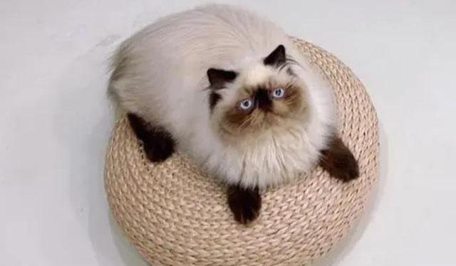 十大世界上最小的猫品种（世界上最小的猫品种排名）  1