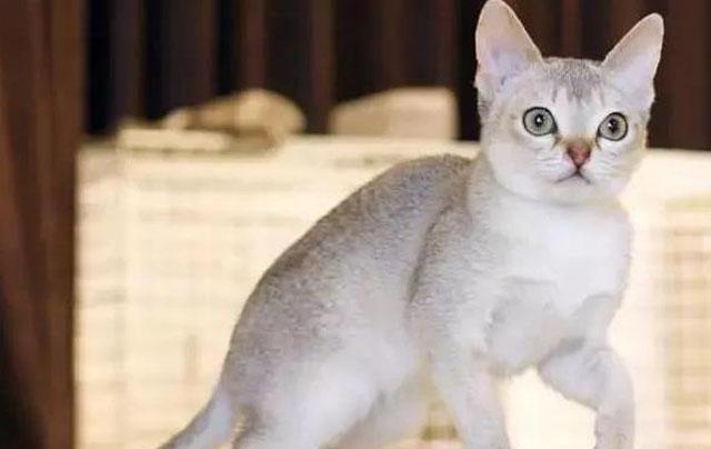 十大世界上最小的猫品种（世界上最小的猫品种排名）  2