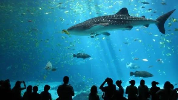 十大全球十大水族馆排名（香港海洋公园也是其一）  2