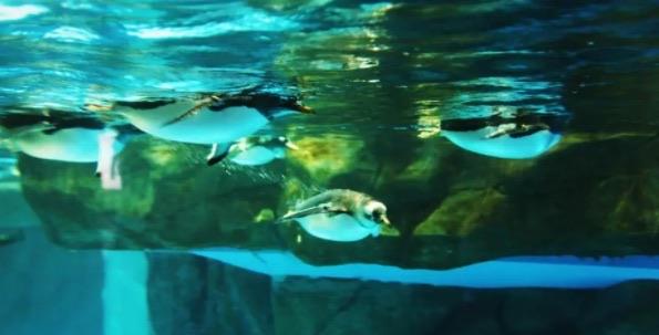 十大全球十大水族馆排名（香港海洋公园也是其一）  4