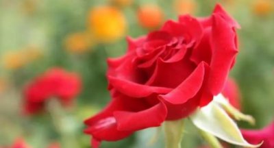 ​全球十种最漂亮的花（风信子榜上排名第二）