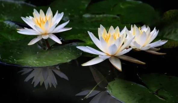 十大全球十种最漂亮的花（风信子榜上排名第二）  4