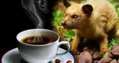 ​最贵的咖啡是哪种（猫屎咖啡为什么最贵）