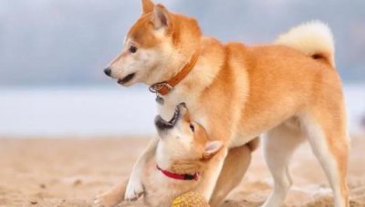 ​穷人适合养什么狗狗（十种最适合穷人养的狗）