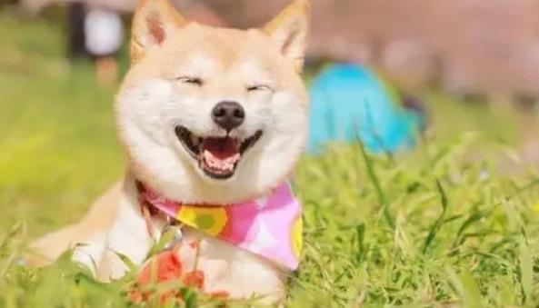 十大建议穷人养的10种狗（法国斗牛犬也是其一）  1