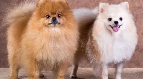 十大建议穷人养的10种狗（法国斗牛犬也是其一）  3