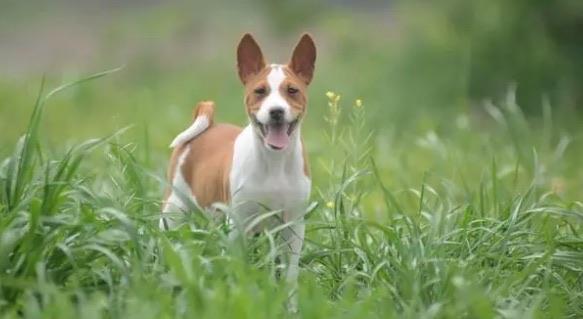 十大建议穷人养的10种狗（法国斗牛犬也是其一）  4