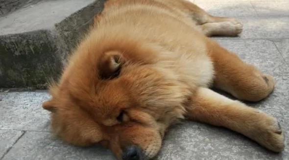 十大10种最适合懒人养的狗狗（贵宾犬也是其中一种）  3