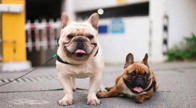 ​10种最适合懒人养的狗狗（贵宾犬也是其中一种）
