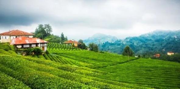 十大世界十大茶叶生产国（中国是最大茶叶生产国）  2