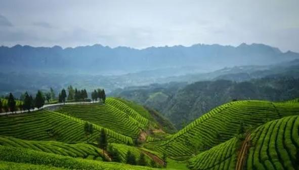 十大世界十大茶叶生产国（中国是最大茶叶生产国）  1