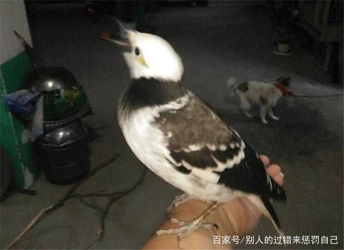花八哥会说话的原因，训练花八哥说话的方法有几下几点，你知道吗